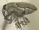 Linogeraeus tonsilis - Linogeraeus tonsilis