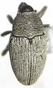 Linogeraeus tonsilis - photo 2