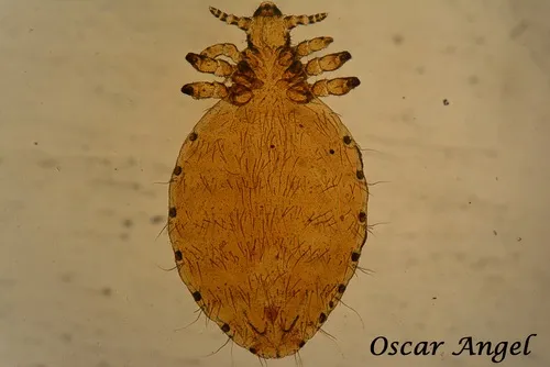 Linognathidae - photo 2
