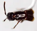 Linohesperus borealis - photo 2