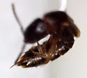 Linohesperus borealis - photo 3