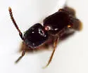 Linohesperus borealis - photo 4