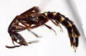 Linohesperus borealis - photo 5
