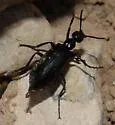 Linsleya convexa