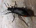 Linsleya convexa - photo 2