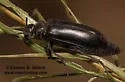 Linsleya suavissima