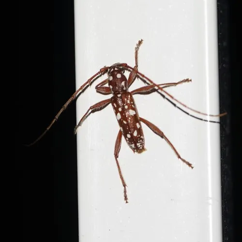 Linsleyonides albomaculatus