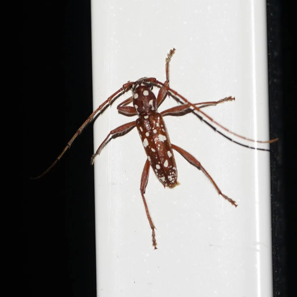 Linsleyonides albomaculatus - photo 2
