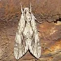 Sage Sphinx - Hodges#7797