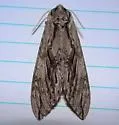 Sage Sphinx - Hodges#7797 - photo 2