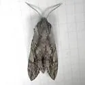 Sage Sphinx - Hodges#7797 - photo 3