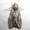 Sage Sphinx - Hodges#7797 - photo 4