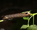 Hermit Sphinx - Hodges#7796 - photo 2