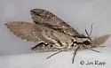 Istar Sphinx - Hodges#7799 - photo 3
