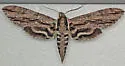 Istar Sphinx - Hodges#7799 - photo 4