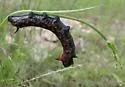 Lintneria separatus - Hodges#7798