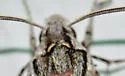 Lintneria separatus - Hodges#7798 - photo 4