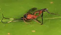 Linycus exhortator