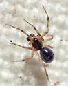 Linyphantes orcinus