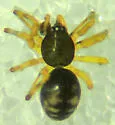Linyphantes orcinus - photo 2
