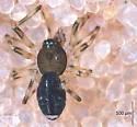 Linyphantes orcinus - photo 3
