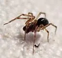 Linyphantes orcinus - photo 4
