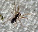 Linyphantes orcinus - photo 5
