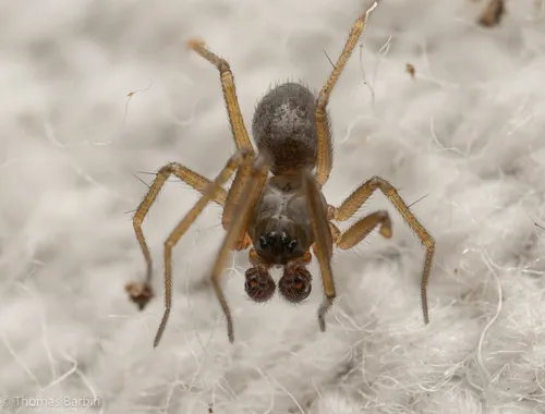 Linyphantes pualla