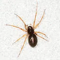 Linyphantes victoria - Linyphantes victoria
