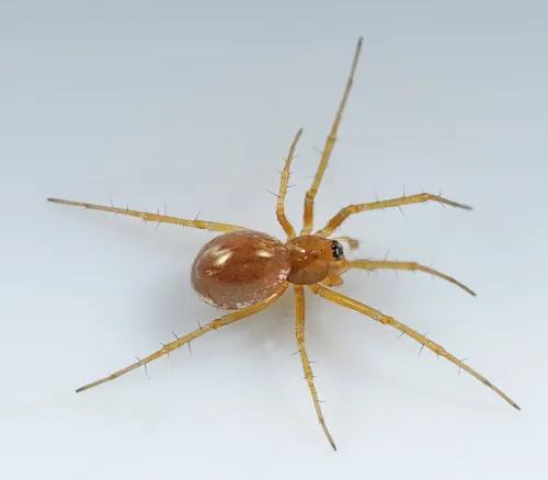 Linyphia hortensis