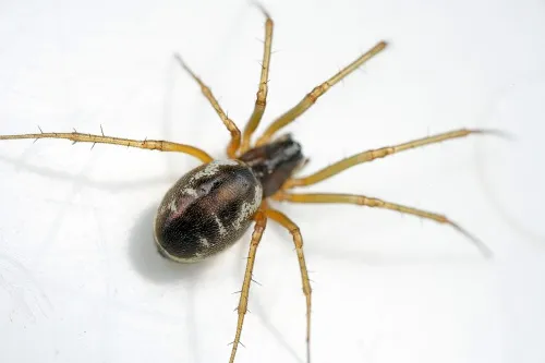Linyphia hortensis - photo 2