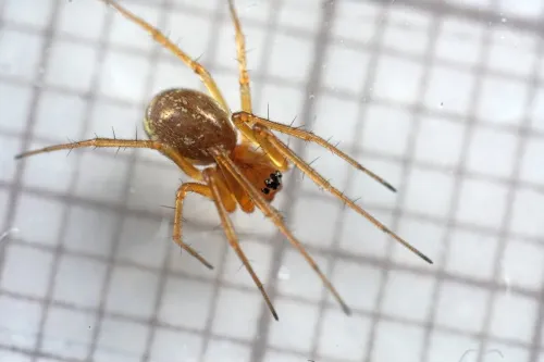 Linyphia hortensis - photo 3