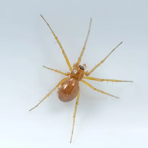 Linyphia hortensis - photo 4