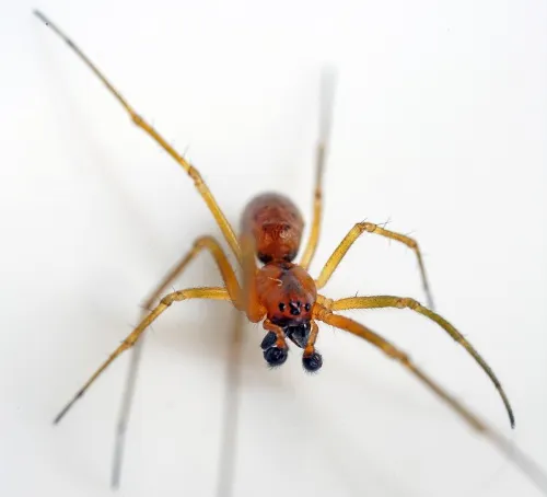 Linyphia hortensis - photo 5