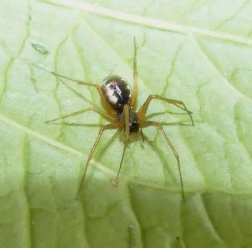 Linyphia hortensis - photo 6