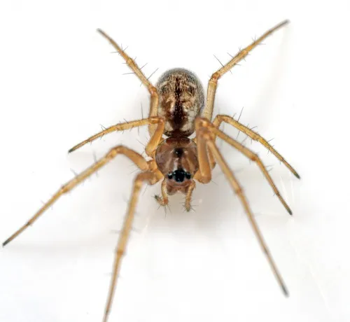 Linyphia hortensis - photo 7