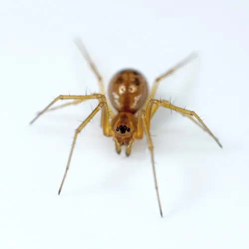 Linyphia hortensis - photo 8