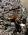 Linyphia rita - Linyphia rita