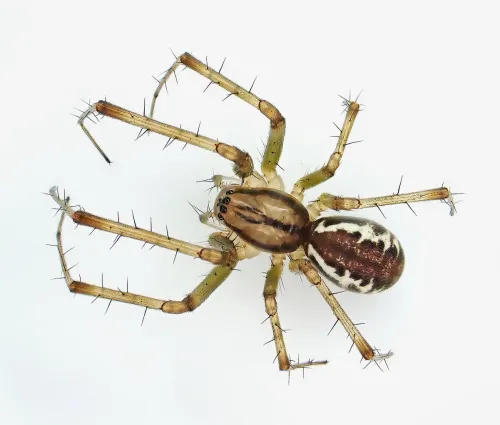 Linyphia triangularis