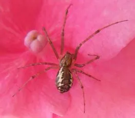 Linyphia triangularis - photo 8