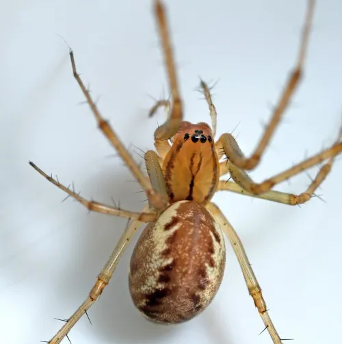 Linyphia triangularis - photo 2