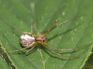 Linyphia triangularis - photo 3