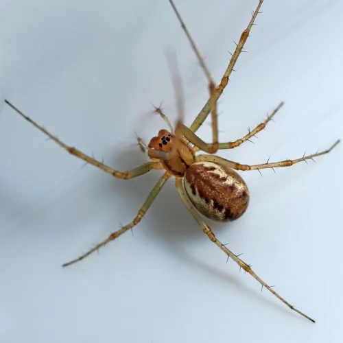 Linyphia triangularis - photo 4