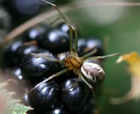 Linyphia triangularis - photo 5