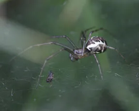 Linyphia triangularis - photo 6