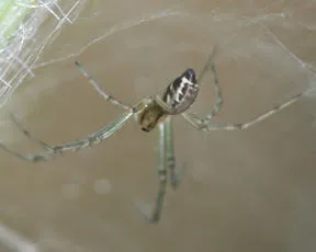 Linyphia triangularis - photo 7