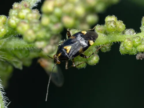 Common Nettle Bug - Liocoris tripustulatus