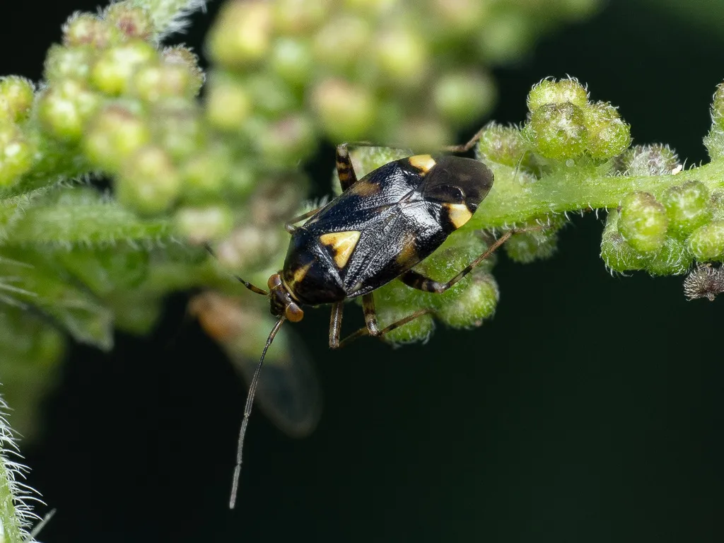 Common Nettle Bug - photo 2
