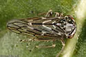 Liocratus moniliferae - Liocratus moniliferae
