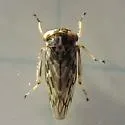 Liocratus moniliferae - photo 2